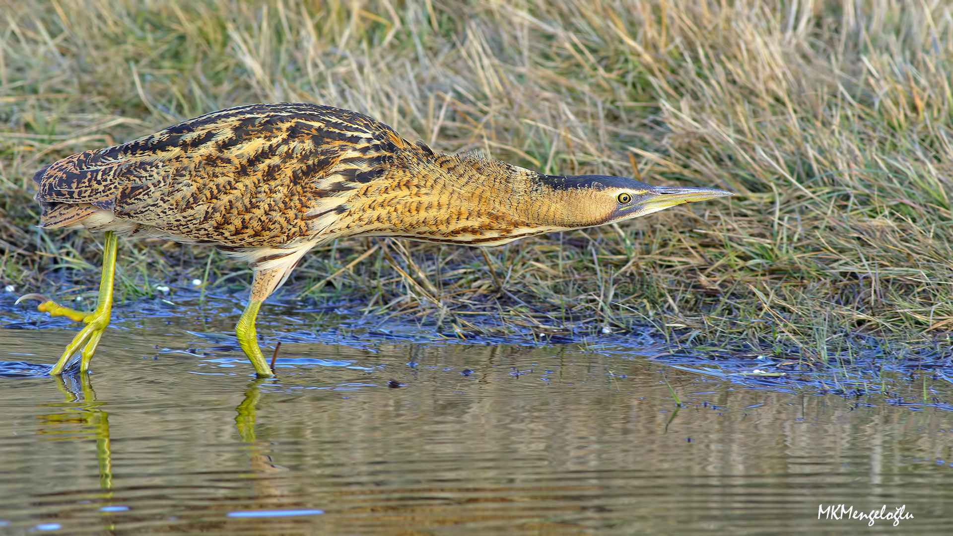 Great Bittern